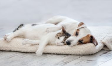 Keeping Pets Safe During Pest Control Treatments