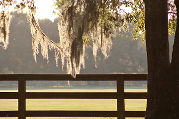 spanish_moss_blog_Florida_Pest_control