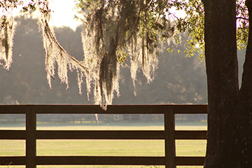 What Is Spanish Moss? - Tampa Tree