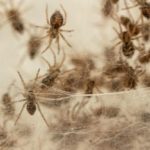 Florida has an abundance of 900 species of spiders