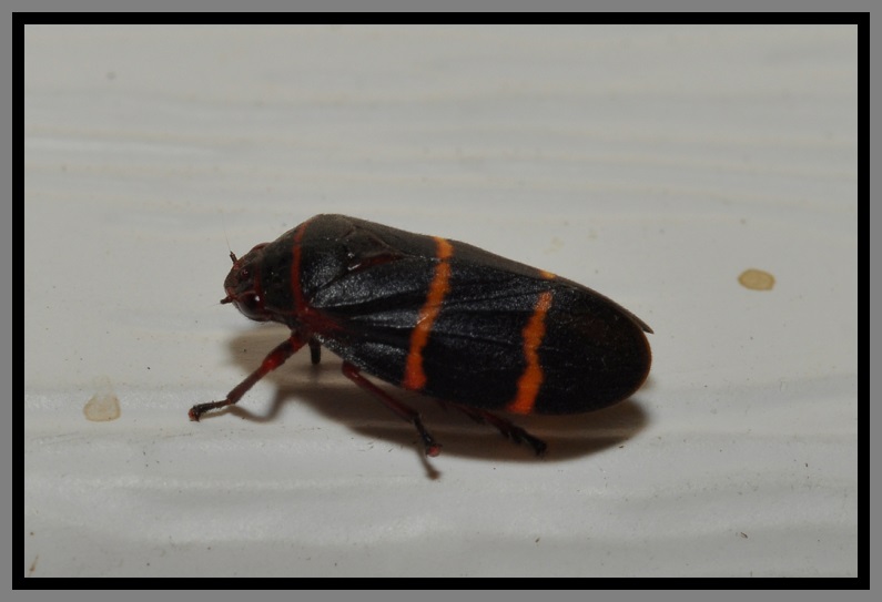 The Twolined Spittlebug Florida Pest Control Pest Control and