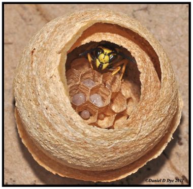 How to Identify a Hidden Wasps’ Nest