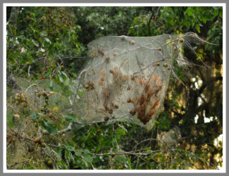 The Webworms are Coming! - Florida Pest Control