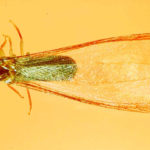 west indian drywood termite swarmer-blog-Florida-Pest-control