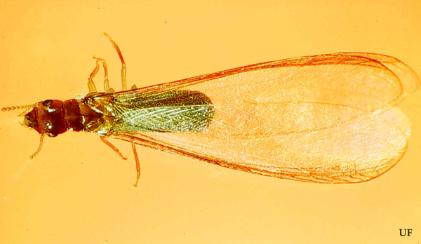 west indian drywood termite swarmer-blog-Florida-Pest-control