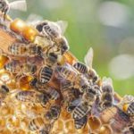 What honey bees look like in Florida - Florida Pest Control