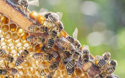 What honey bees look like in Florida - Florida Pest Control
