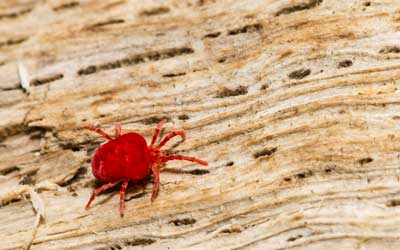 What mites look like in Florida - Florida Pest Control
