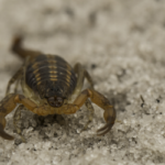 Florida scorpion identification - Florida Pest Control