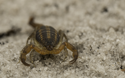 Florida scorpion identification - Florida Pest Control