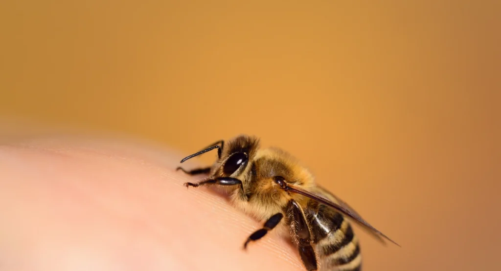 Closeup of a honey bee sitting on a human finger