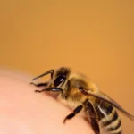 Closeup of a honey bee sitting on a human finger