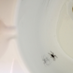 Spiders are a common bathroom bug in Florida - Florida Pest Control