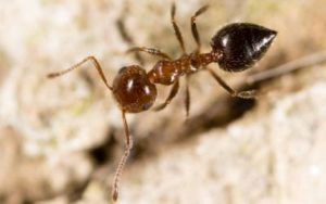 A fire ant found in Florida - Florida Pest Control