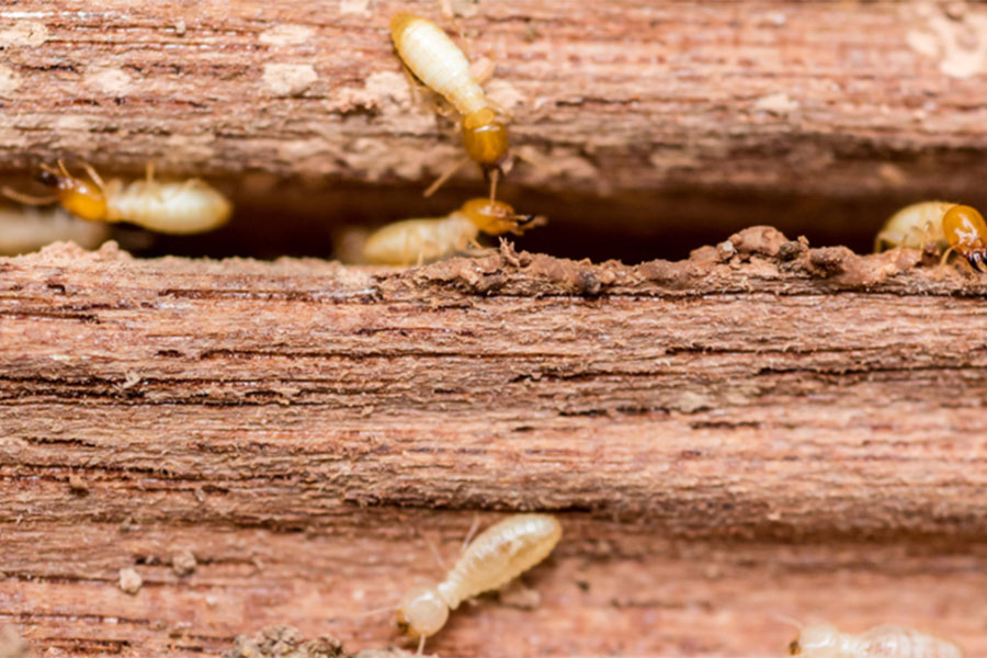 How Do Termites Spread in Florida? - Florida Pest Control