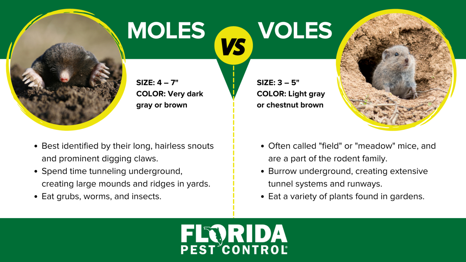 Moles vs Voles Differences Between Voles & Moles Florida Pest Control