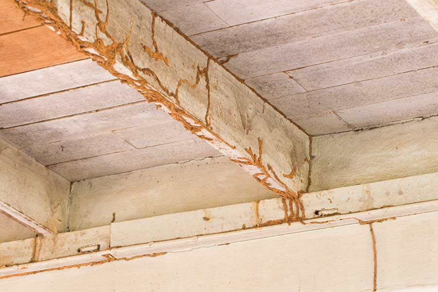 How Do You Fix Termite Damage in Florida? - Florida Pest Control