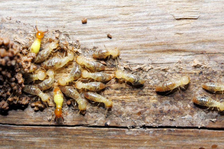 How Much Damage Can Termites Cause In Florida? | Florida Pest Control