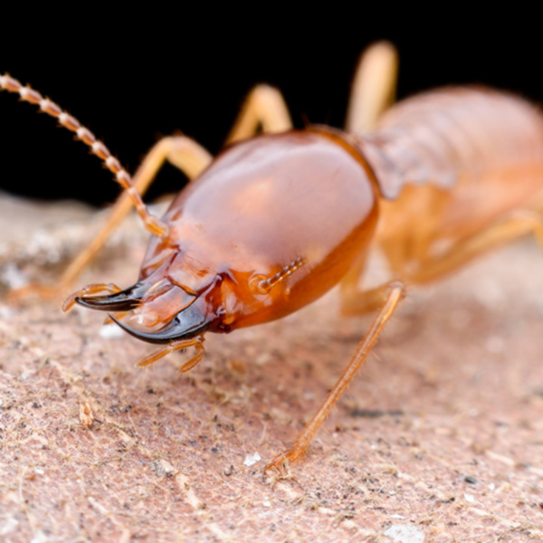 Termite Identification Guide; Florida Pest Control