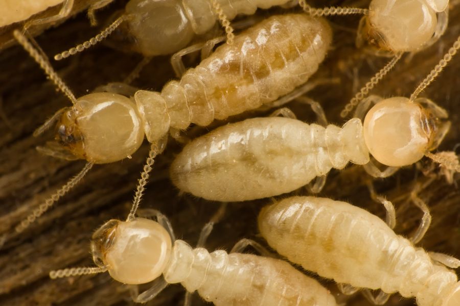 What Is The Life Cycle Of A Termite in Florida? - Florida Pest Control