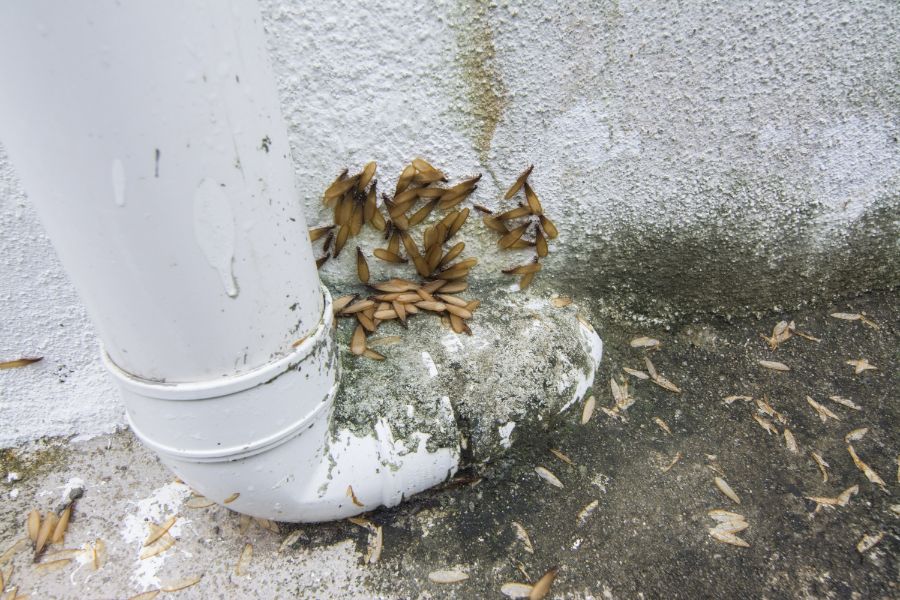 When is termite season in Florida - Florida Pest Control