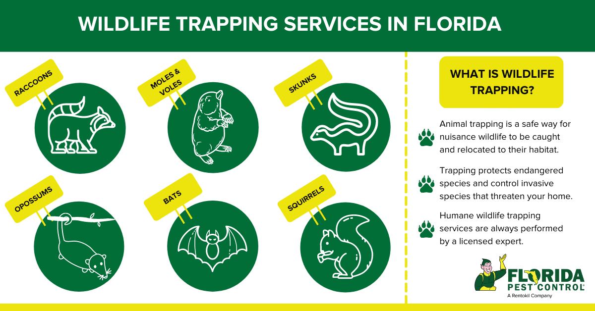 Wildlife trapping infographic - Florida Pest Control
