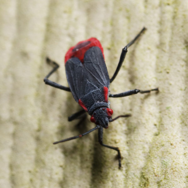 Jadera bug identification in Florida - Florida Pest Control