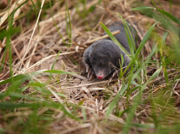 Moles vs. Voles in Florida