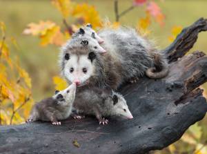 Opossums living in Florida - Florida Pest Control