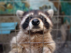 Raccoon trapping in Florida - Florida Pest Control