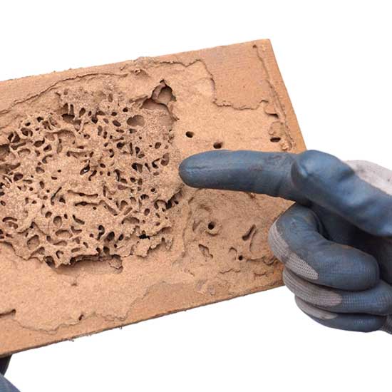 Termite Damage Identification Guide; Florida Pest Control