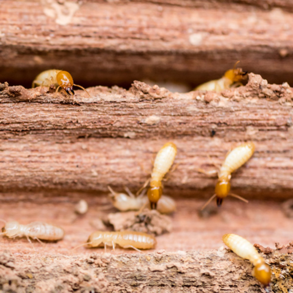 Termite Prevention Guide; Florida Pest Control