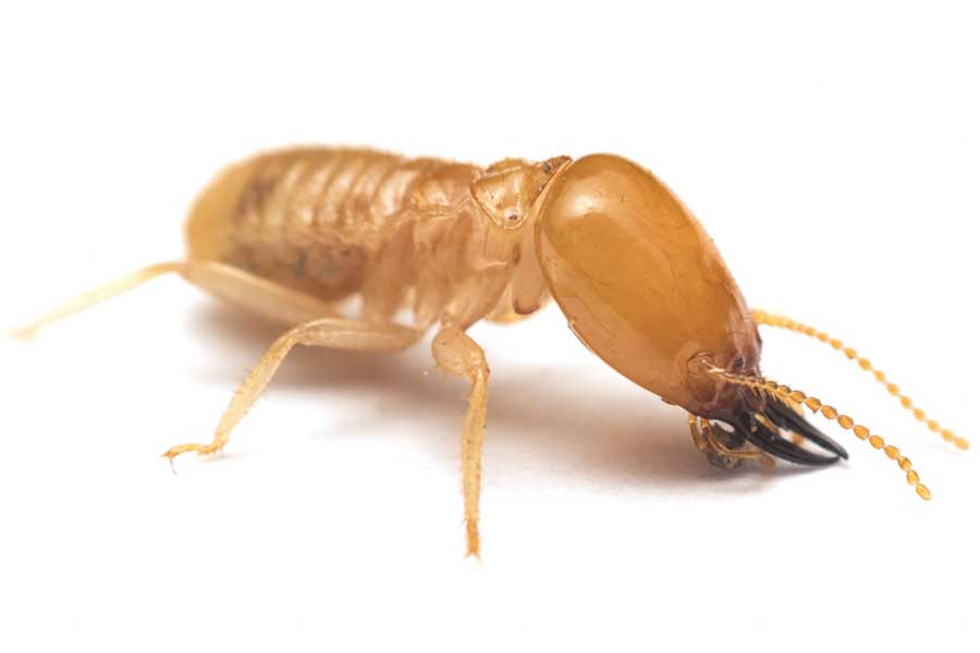 What Does A Termite Look Like in Florida? - Florida Pest Control