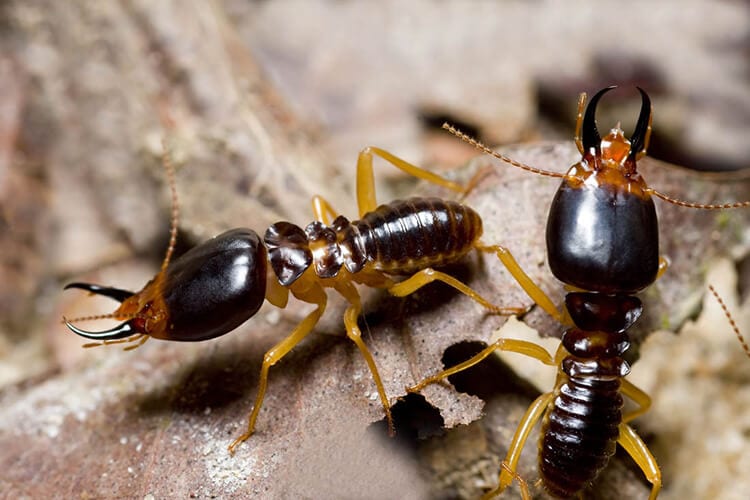 What termites live in Florida? - Florida Pest Control