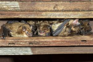 How to GetRid of Bats in Florida