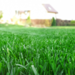 Florida lawn in the fall - Florida Pest Control