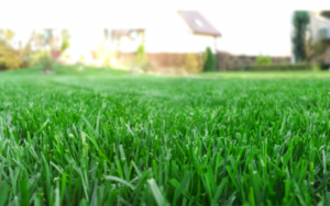 Florida lawn in the fall - Florida Pest Control