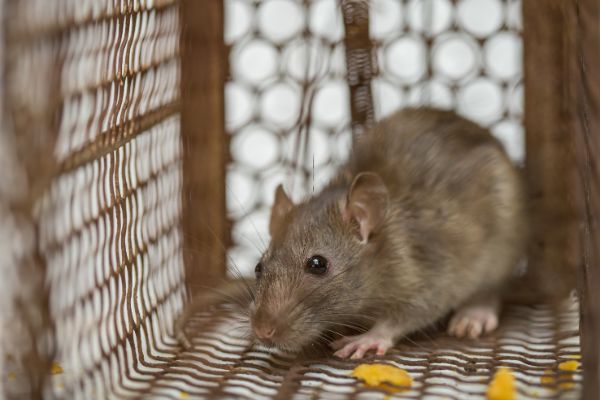 Rodent Treatment by Florida Pest Control
