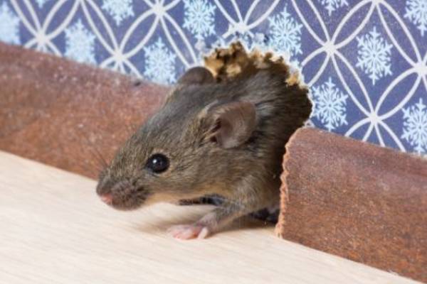 Rodent Exclusion and Prevention by Florida Pest Control