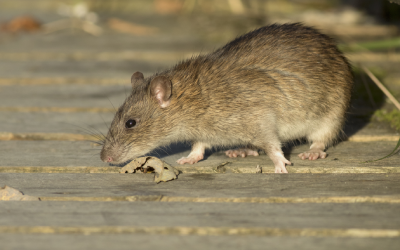 Norway rat in Florida - Florida Pest Control