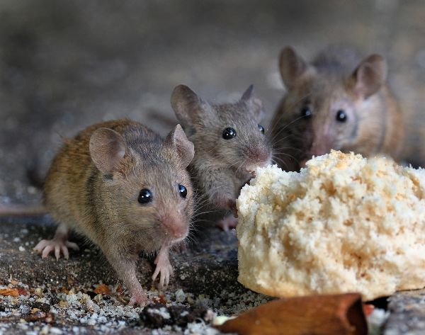 How to Get Rid of Mice In Your Home - Step by Step