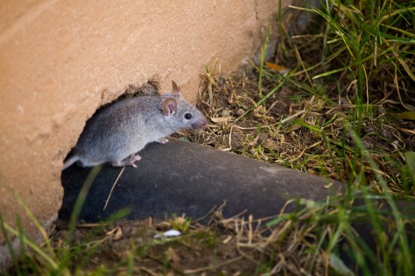 Do I have rats or mice; Florida Pest Control ﻿Rodent Exterminators