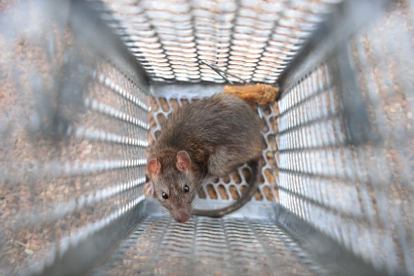 Black Rat Removal and Prevention