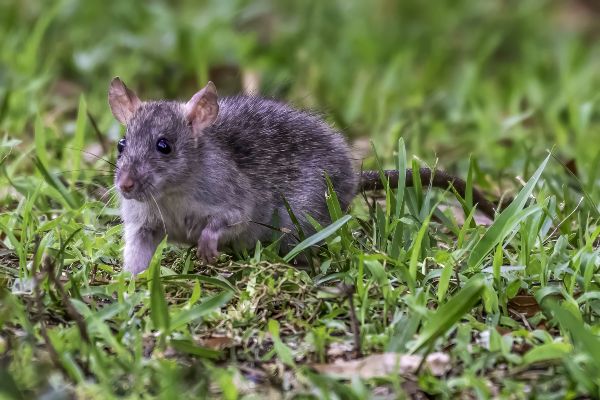 How To Catch A Mouse  Do-It-Yourself Pest Control