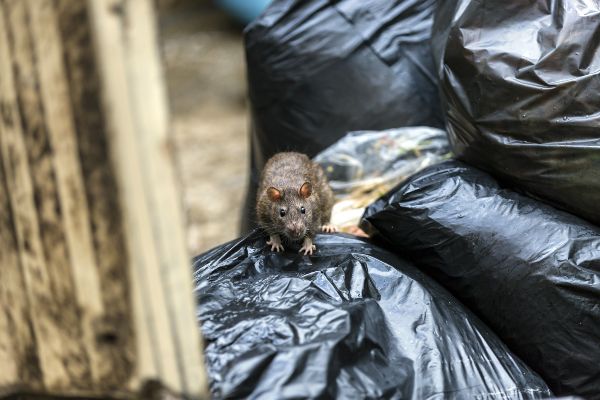 Where Do Rats Live?, Mice & Rat Habitat in Florida