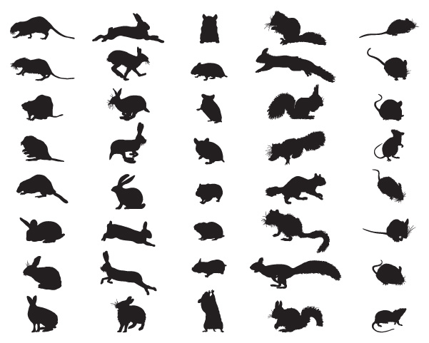 Types of rodents in Florida; Florida Pest Control Rodent Exterminators