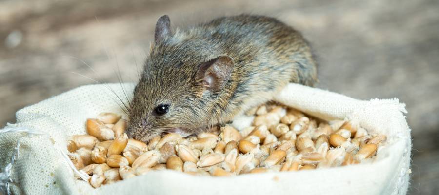 To better protect food, place rodent traps near warmth, shelter