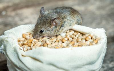 A mouse found in Florida - Florida Pest Control