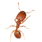 Bighead Ant in Gainesville FL | florida pest control