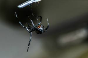 A black widow in Florida - Florida Pest Control